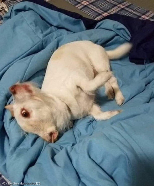 노트펫