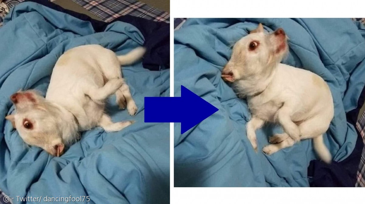 노트펫