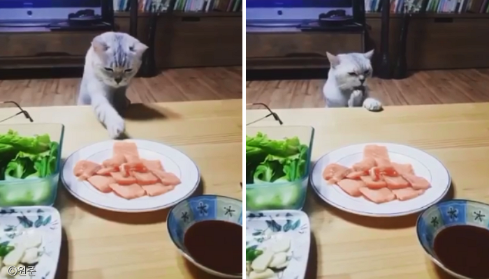 노트펫