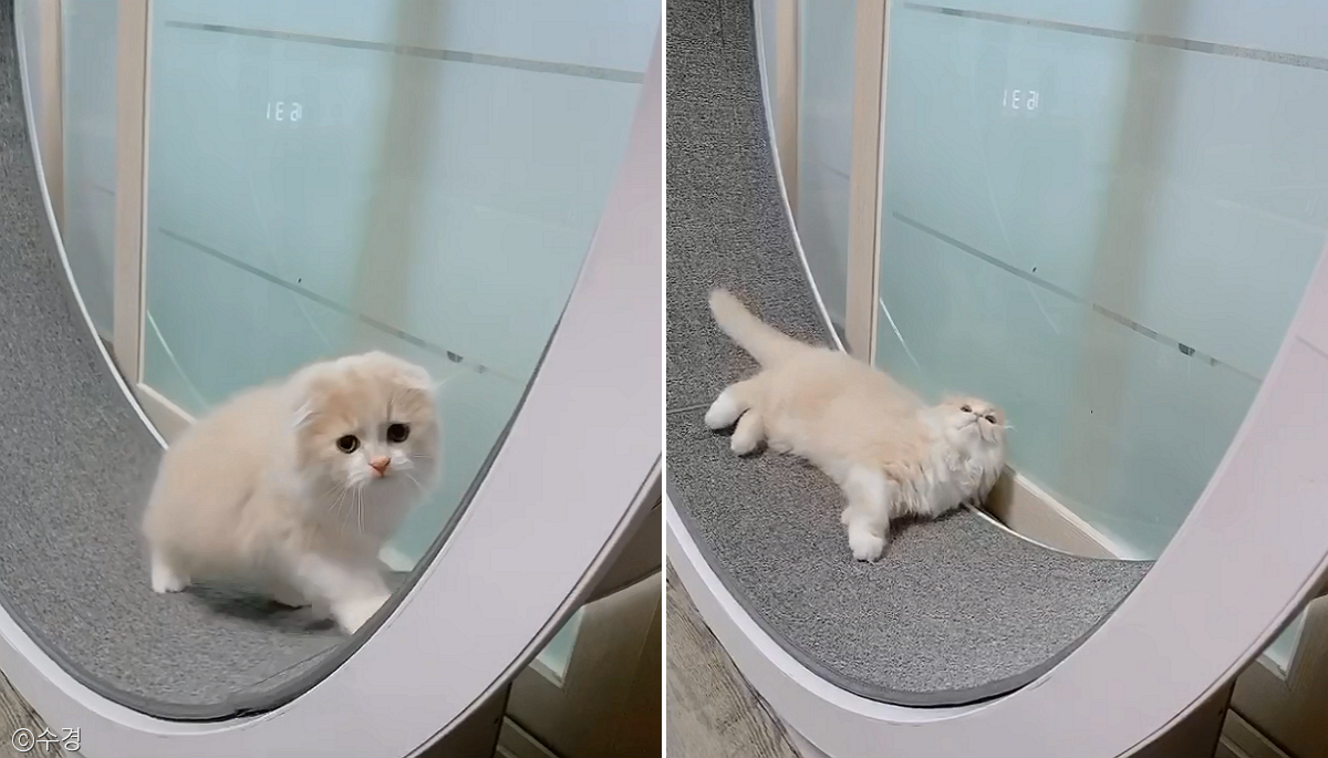 노트펫