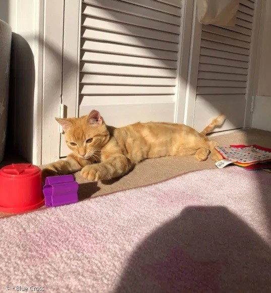 로니의 털이 다시 자라면서, 로니가 예전 모습을 되찾았다.