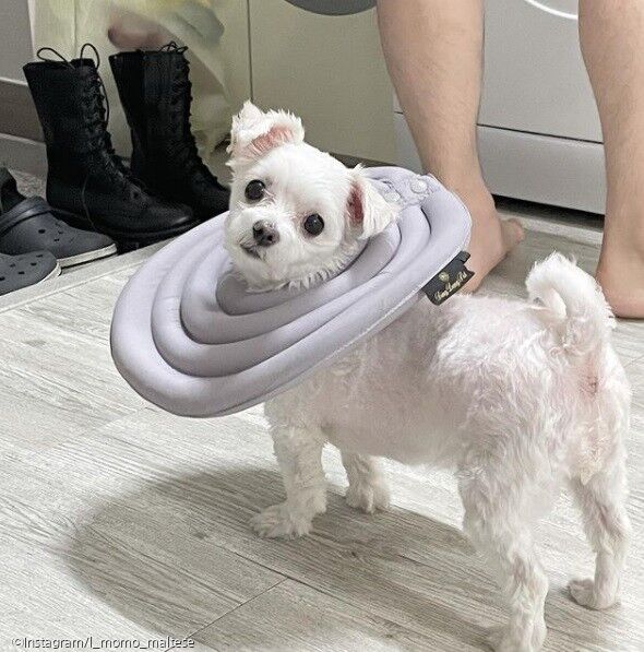 ⓒ노트펫