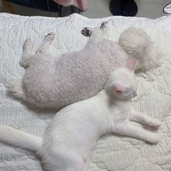 ⓒ노트펫