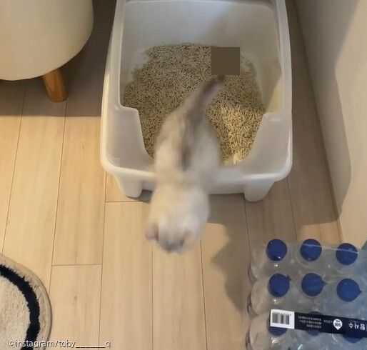 ⓒ노트펫