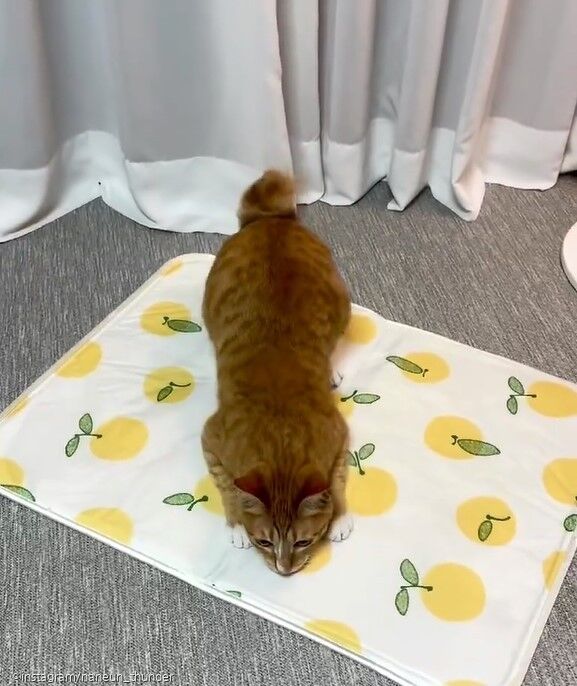 ⓒ노트펫