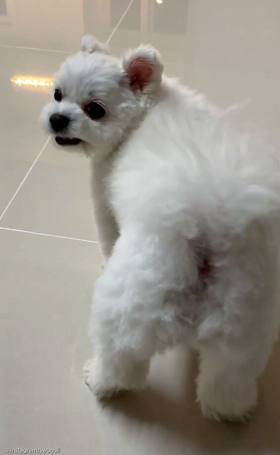 ⓒ노트펫