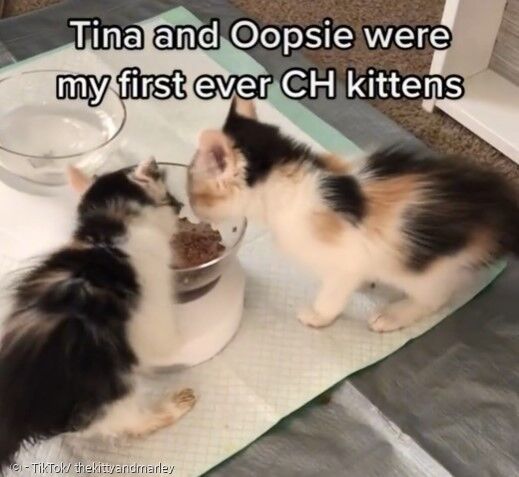 집사는 소뇌 무형성증을 핑계로 새끼고양이들을 포기하지 않았다. 재활 놀이 덕분에 새끼고양이들은 많이 좋아졌다.