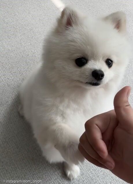 ⓒ노트펫