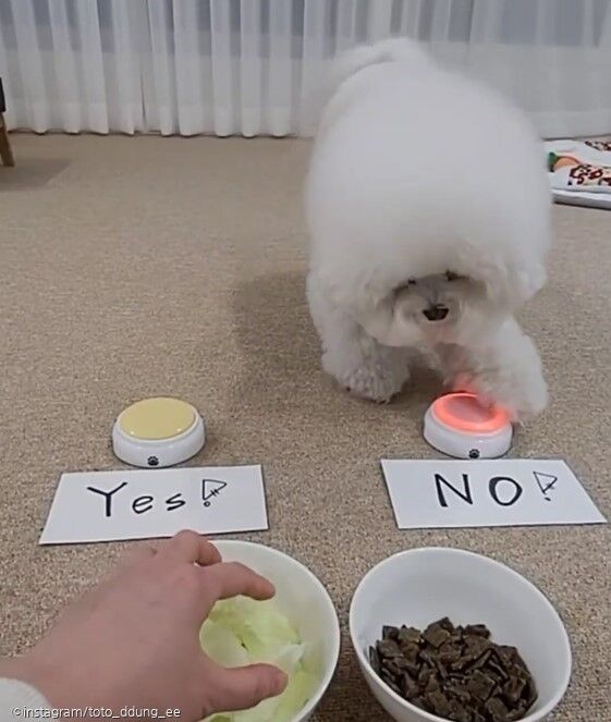 ⓒ노트펫