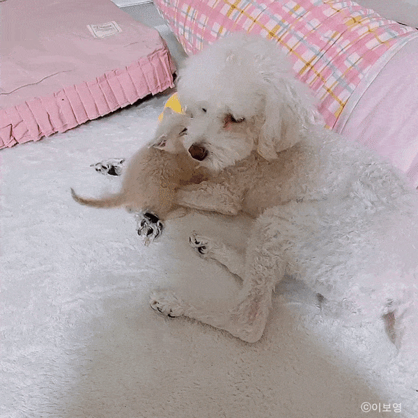 ⓒ노트펫