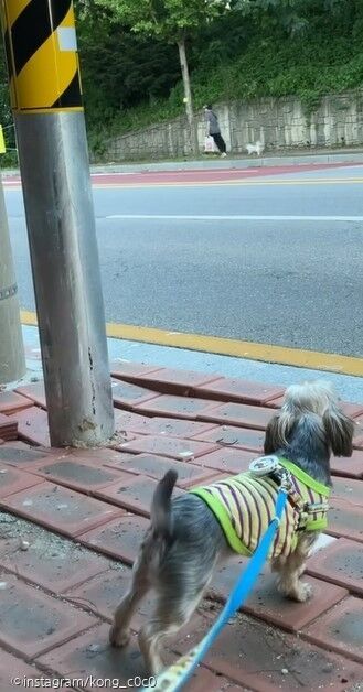 ⓒ노트펫