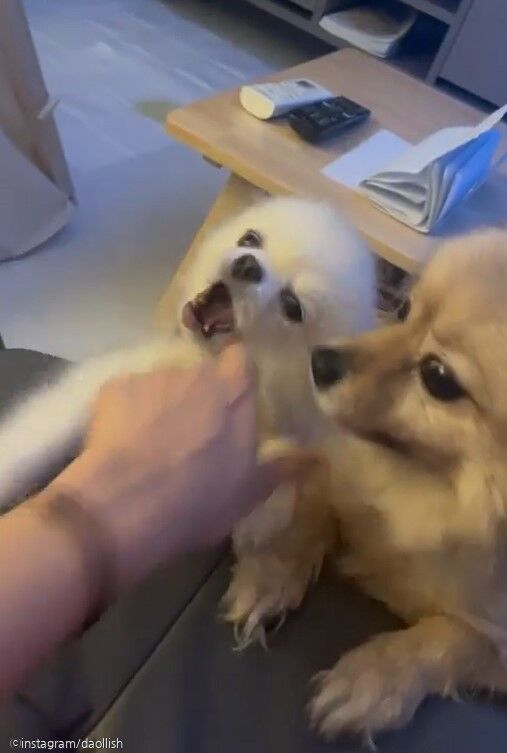 ⓒ노트펫