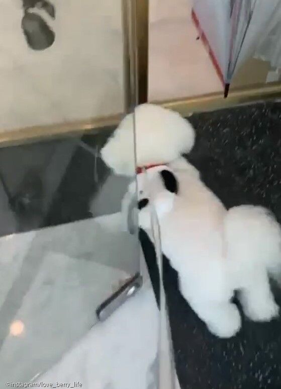 ⓒ노트펫