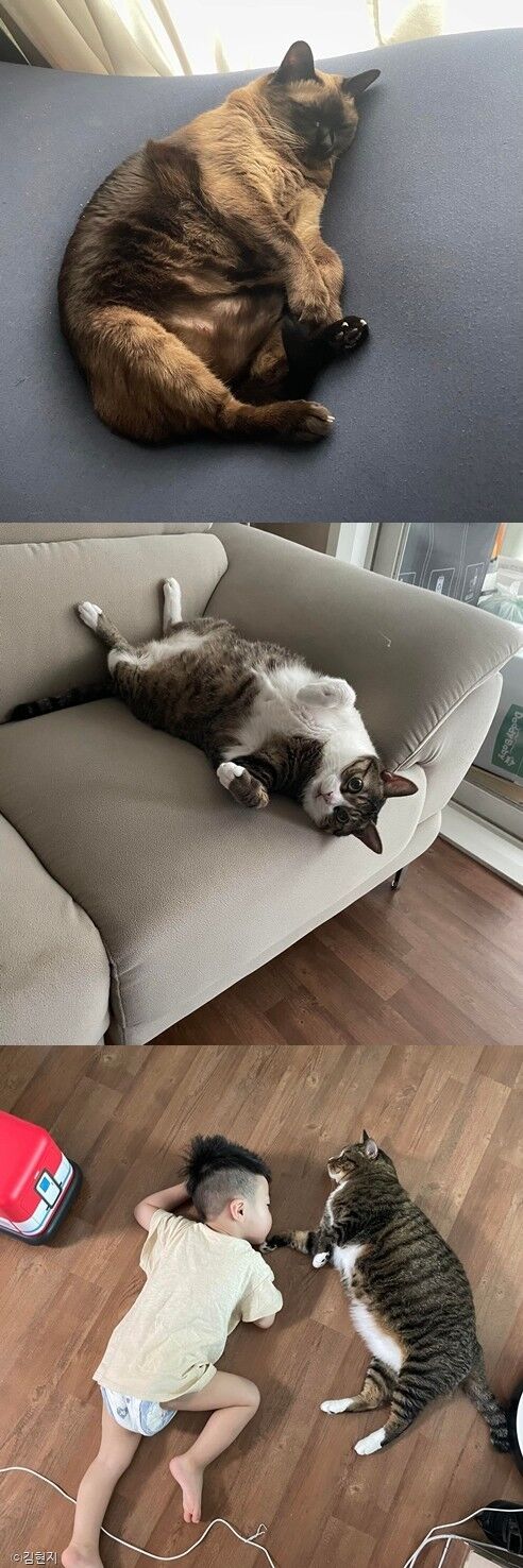 ⓒ노트펫