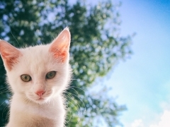 고양이가 주인 몰래 하는 사랑표현 12가지