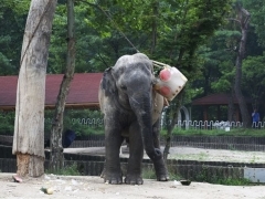 서울대공원, 세상 떠난 동물들 위한 '위령제' 연다