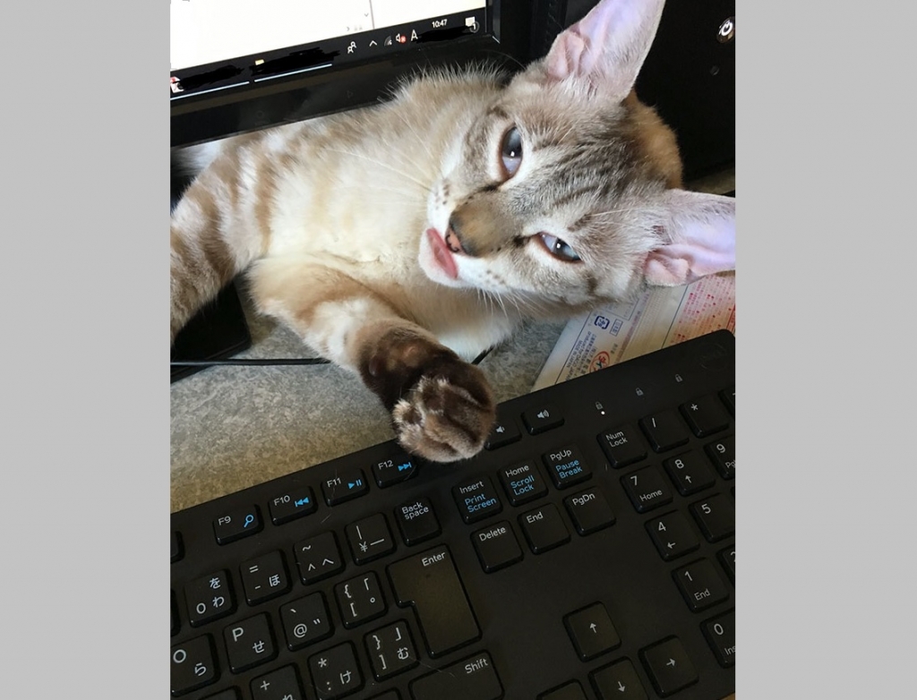 컴퓨터에 고양이 장벽 세운 집사..`복수 끝 타협`