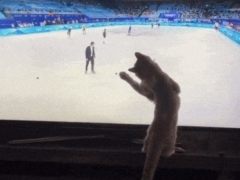올림픽 경기 사람보다 더 재밌게 본 고양이