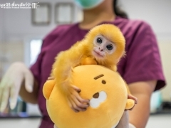 태국에서 구조된 고아 랑구르 원숭이..`엄마가 있는 자연과 이별`