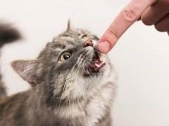 고양이 치아 관리는 어떻게 해야 할까요?