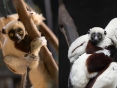 '현실판 댄스 몽키?' 동물원에서 태어난 멸종위기의 춤추는 원숭이