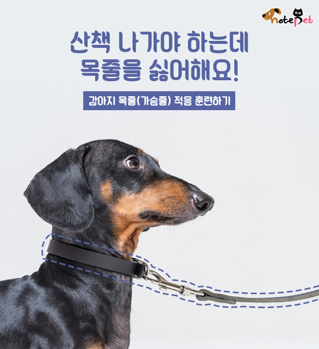 산책 나가야 하는데 목줄을 싫어해요!