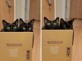 거실에 상자 뒀다가 기절한 집사..상자 차지한 고양이들 너무 귀여워서