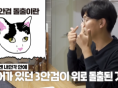병원 가야하는 고양이 응급상황 8가지! 우리집 고양이 이런모습 보이면 바로 병원으로 들고 튀세요!!