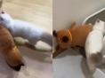 '이것' 없이는 화장실도 못 간다는 고양이...언제 어디든 함께해