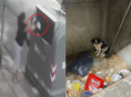 꼬리치는 강아지 그대로 쓰레기통에 버린 여성 CCTV에 포착