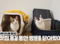 [v-log] 수의사네 고양이랑 이사하는 날