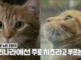 [영화 리뷰 | 내 어깨 위 고양이, 밥] 고양이 만나 인생역전한 이야기를 본 수의사의 반응?