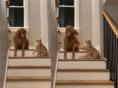 계단에서 리트리버 '폭행(?)'하는 깡패 고양이.."내 허락없인 못 지나간다옹!"