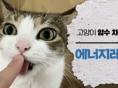 [냥냥 관상] 고양이 얼굴만 봐도 성별 구분 완전 가능! -고양이 성별에 따라 체형, 성격, 수명이 달라요!