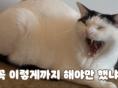 [무물보]건사료 드리블?? 고양이 성격 사납게 만들기?? / 무엇이든 물어보세요!! 1편