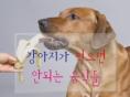 강아지가 먹으면 안 되는 음식들