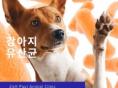 강아지 유산균 어떤 걸 먹여야 할까?