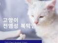 고양이 전염성 복막염(FIP)의 증상과 치료 비용