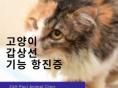  노령묘라면 체크해 봐야 하는 질병! '고양이 갑상선 기능 항진증'