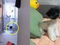 7개월 강아지 혼자 집에 두고 나가면 생기는 일..'뒤도 안 돌아보고 자기 할 일하는 중'