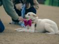 강아지숲, '국제 강아지의 날' 맞아 보호소 유기견 초청 이벤트 진행
