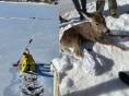 언 호수에 갇혀 죽어가는 사슴 구하기 위해 얼음 182m 깨고 나아간 소방관들