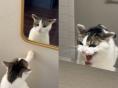 거울 속 자신에게 '하악질'하는 고양이..."너는 누구냐옹!"