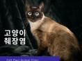고양이 췌장염 특징부터 진단과 치료까지