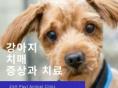 강아지 치매 증상과 치료법 알아보기