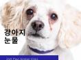 강아지 눈물 자국 관리, '유루증' 알아보기