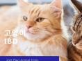 고양이 염증성 장질환(IBD) 알아보기