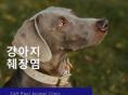 강아지 췌장염은 왜 생길까요?