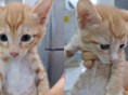 대구 상가 건물에 박스째 유기된 고양이 8형제..동시 보호소 입소