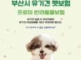부산시, 유기견 입양하면 1년간 펫보험 무료 지원한다...'1천만 원 한도 내 보장'